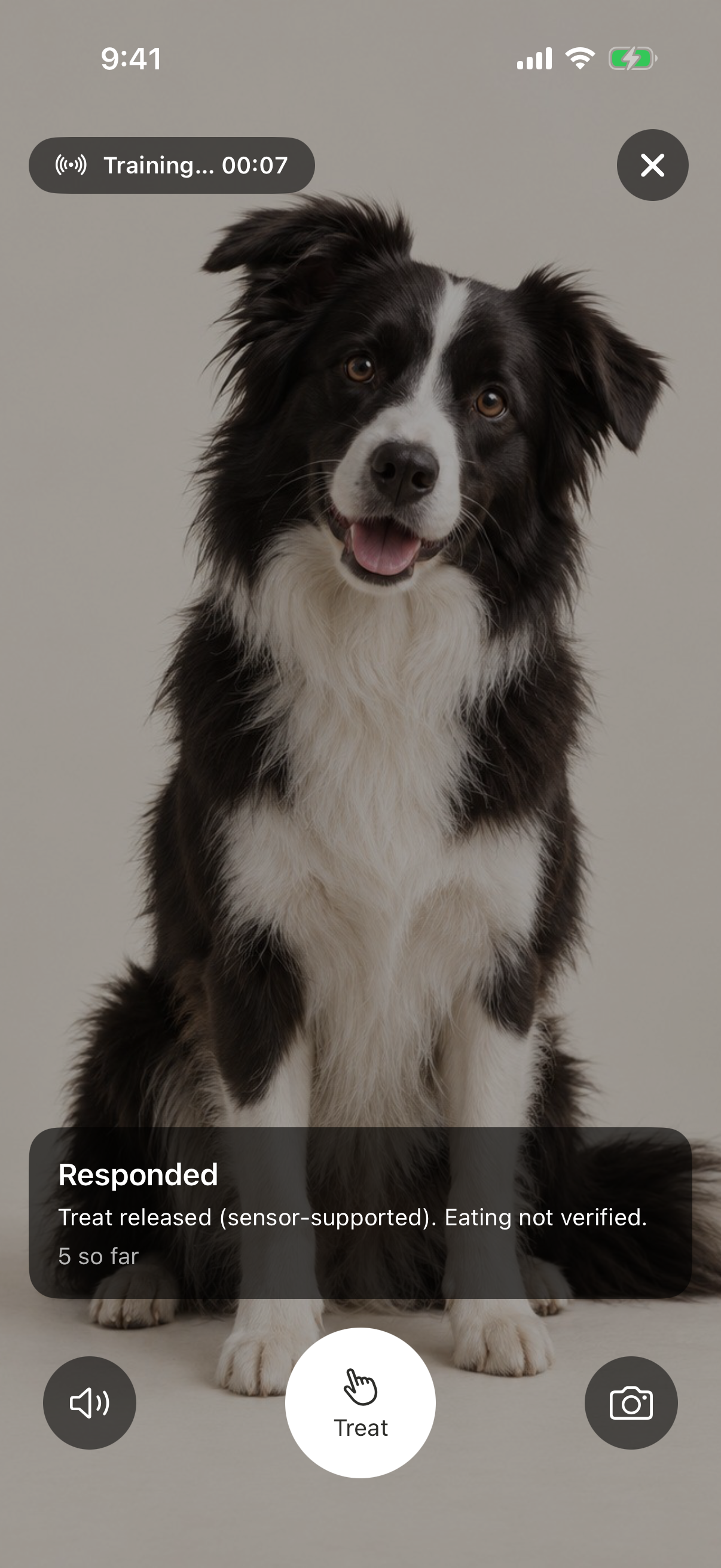 Cueby app live lesson screen showing a dog training session