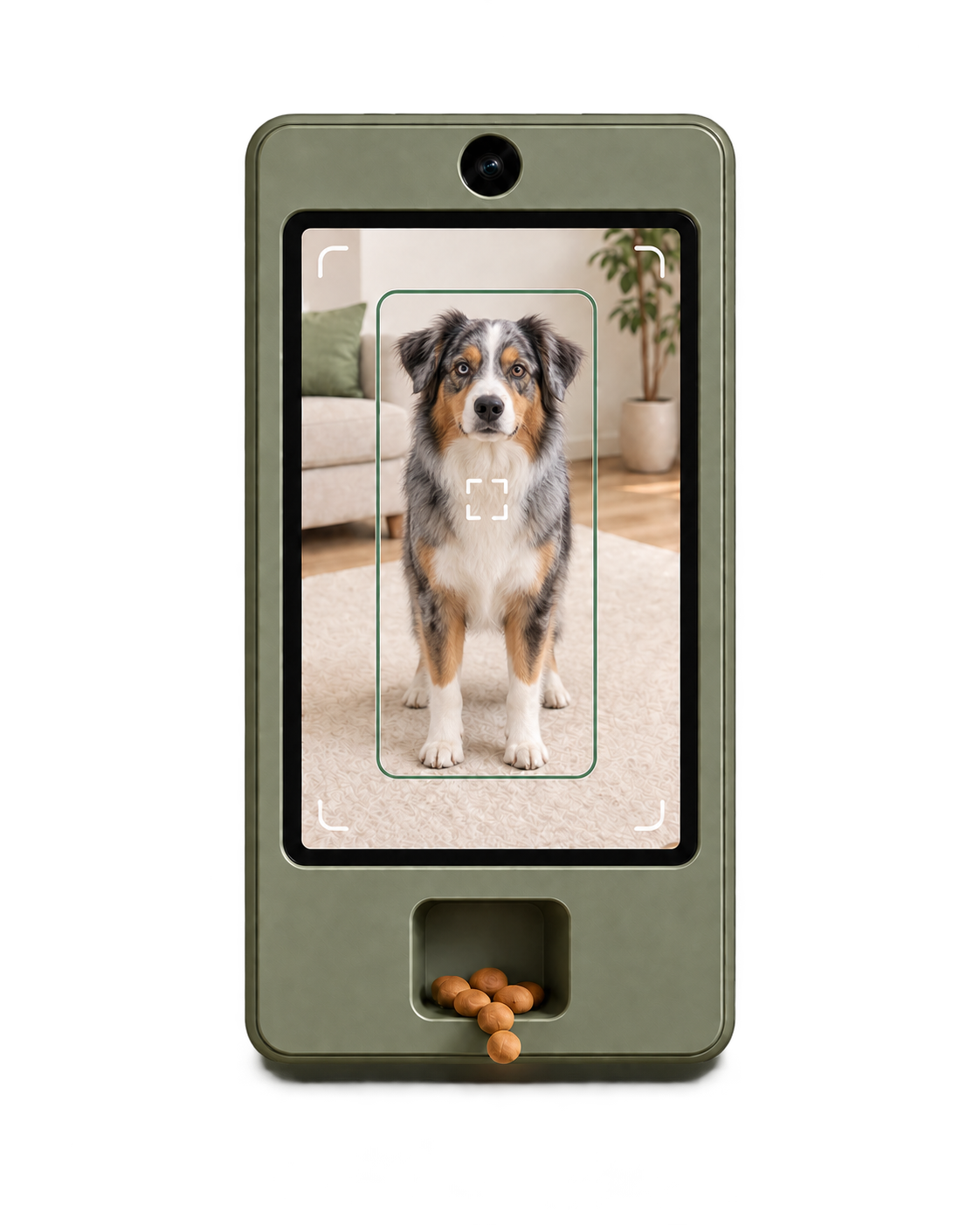 Cueby watching an Australian shepherd stay